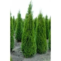 Tuia Smeraldo "Thuja Occidentalis Smaragd" Pianta In Vaso 10 Cm -Negozio Piante artificiali economico 19186110 3