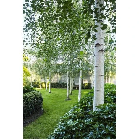 Betula Pendula Betulla Bianca Pianta H.75/100 Cm Betula Alba 75/100 Cm Non Specificato 3 Betula Pendula Betulla Bianca Pianta H.75/100 Cm Betula Alba 75/100 Cm Non Specificato
