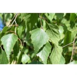 Betula Pendula Betulla Bianca Pianta H.75/100 Cm Betula Alba 75/100 Cm Non Specificato 10 Betula Pendula Betulla Bianca Pianta H.75/100 Cm Betula Alba 75/100 Cm Non Specificato -Negozio Piante artificiali economico 19286438 4