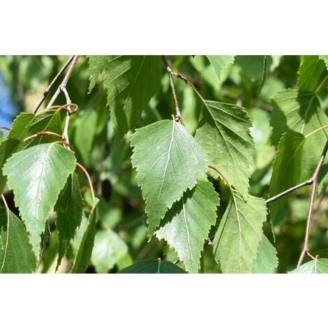 Betula Pendula Betulla Bianca Pianta H.75/100 Cm Betula Alba 75/100 Cm Non Specificato 6 Betula Pendula Betulla Bianca Pianta H.75/100 Cm Betula Alba 75/100 Cm Non Specificato - immagine 4