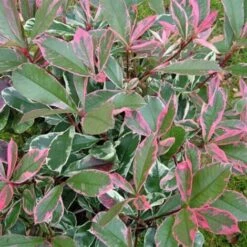Photinia X Fraseri 'Pink Marble' Fotinia Variegata Pianta Da Siepe H.20/40 Cm 20/40 Cm