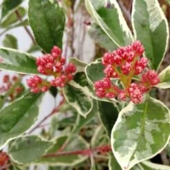 Photinia X Fraseri 'Pink Marble' Fotinia Variegata Pianta Da Siepe H.20/40 Cm 20/40 Cm -Negozio Piante artificiali economico 19286446 3