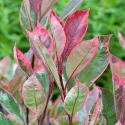 Photinia X Fraseri 'Pink Marble' Fotinia Variegata Pianta Da Siepe H.20/40 Cm 20/40 Cm -Negozio Piante artificiali economico 19286446 4