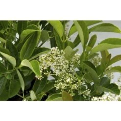 Viburno Lucido "Viburnum Lucidum" Pianta Da Siepe In Vaso 9 Cm -Negozio Piante artificiali economico 19352264 3