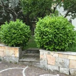 Viburno Lucido "Viburnum Lucidum" Pianta Da Siepe In Vaso 9 Cm -Negozio Piante artificiali economico 19352264 4