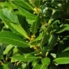 Alloro "Laurus Nobilis" Pianta Aromatica Da Siepe In Vaso 11 Cm -Negozio Piante artificiali economico 19352276 1