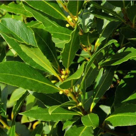 Alloro "Laurus Nobilis" Pianta Aromatica Da Siepe In Vaso 11 Cm 3 Alloro "Laurus Nobilis" Pianta Aromatica Da Siepe In Vaso 11 Cm