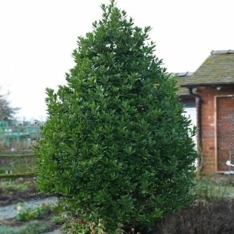 Alloro "Laurus Nobilis" Pianta Aromatica Da Siepe In Vaso 11 Cm 4 Alloro "Laurus Nobilis" Pianta Aromatica Da Siepe In Vaso 11 Cm - immagine 2