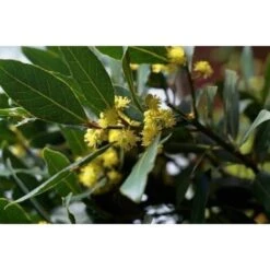 Alloro "Laurus Nobilis" Pianta Aromatica Da Siepe In Vaso 11 Cm 10 Alloro "Laurus Nobilis" Pianta Aromatica Da Siepe In Vaso 11 Cm -Negozio Piante artificiali economico 19352276 4