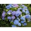 Ortensia "Hydrangea" Pianta In Vaso 18 Cm COLORI MISTI -Negozio Piante artificiali economico 19352284 1