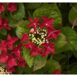 Ortensia "Hydrangea" Pianta In Vaso 18 Cm COLORI MISTI -Negozio Piante artificiali economico 19352284 3