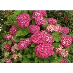 Ortensia "Hydrangea" Pianta In Vaso 18 Cm COLORI MISTI -Negozio Piante artificiali economico 19352284 4