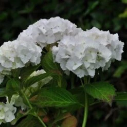 Ortensia "Hydrangea" Pianta In Vaso 18 Cm COLORI MISTI -Negozio Piante artificiali economico 19352284 5