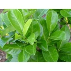 Lauroceraso "Prunus Laurocerasus" Pianta Da Siepe In Vaso H. 20/40 Cm -Negozio Piante artificiali economico 19352287 3