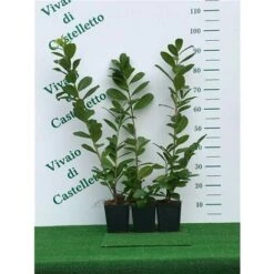 Lauroceraso "Prunus Laurocerasus" Pianta Da Siepe In Vaso H. 20/40 Cm -Negozio Piante artificiali economico 19352287 4
