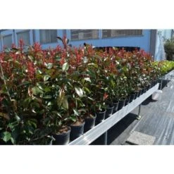 Fotinia "Photinia X Fraseri Red Robin" Pianta Da Siepe In Vaso H. 70/100 Cm -Negozio Piante artificiali economico 19484490 4