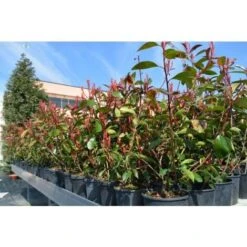 Fotinia "Photinia X Fraseri Red Robin" Pianta Da Siepe In Vaso H. 70/100 Cm -Negozio Piante artificiali economico 19484490 5