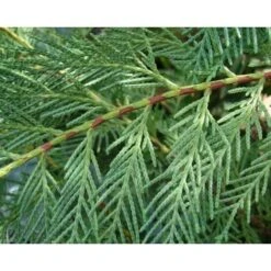 Cipresso Di Leyland "Cupressocyparis Leylandii" Pianta In Vaso 20 Cm H. 90/110 Cm -Negozio Piante artificiali economico 19517702 2