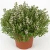 Timo "Thymus Faustini" Pianta Aromatica In Vaso 14 Cm -Negozio Piante artificiali economico 19517705 1