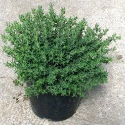 Timo "Thymus Faustini" Pianta Aromatica In Vaso 14 Cm -Negozio Piante artificiali economico 19517705 3