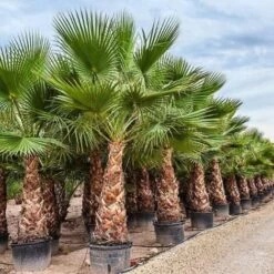 Palma Washingtonia Palma Californiana Messicana In Mastello 60 Cm -Negozio Piante artificiali economico 19517708 3