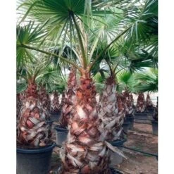 Palma Washingtonia Palma Californiana Messicana In Mastello 60 Cm -Negozio Piante artificiali economico 19517708 4
