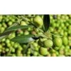 Ulivo Olivo "Olea Europea" Pianta Di 3/4 Anni In Vaso 5 Lt Mensa Olio