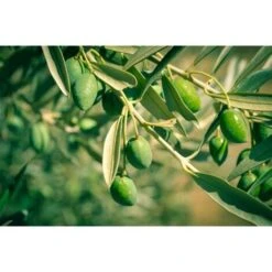 Ulivo Olivo "Olea Europea" Pianta Di 3/4 Anni In Vaso 5 Lt Mensa Olio -Negozio Piante artificiali economico 19517716 3