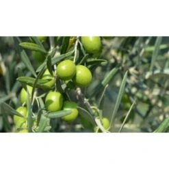 Ulivo Olivo "Olea Europea" Pianta Di 3/4 Anni In Vaso 5 Lt Mensa Olio -Negozio Piante artificiali economico 19517716 4