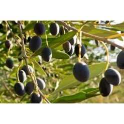 Ulivo Olivo "Olea Europea" Pianta Di 3/4 Anni In Vaso 5 Lt Mensa Olio -Negozio Piante artificiali economico 19517716 5