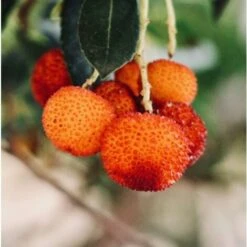 Corbezzolo "Arbutus Unedo" Pianta In Vaso 18 Cm -Negozio Piante artificiali economico 19517735 5