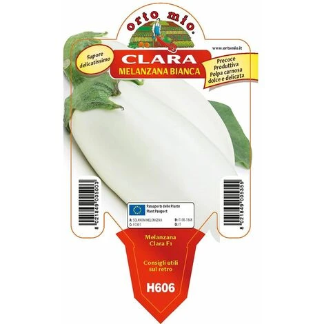 Melanzana Bianca Clara F1 - 1 Pianta Vaso Da 10 Cm - Orto Mio 3 Melanzana Bianca Clara F1 - 1 Pianta Vaso Da 10 Cm - Orto Mio