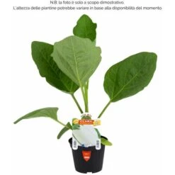 Melanzana Bianca Clara F1 - 1 Pianta Vaso Da 10 Cm - Orto Mio 5 Melanzana Bianca Clara F1 - 1 Pianta Vaso Da 10 Cm - Orto Mio -Negozio Piante artificiali economico 19601694 2