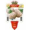 Fragola Bianca N. 5 - 1 Pianta V.10 - Orto Mio -Negozio Piante artificiali economico 19601715 1