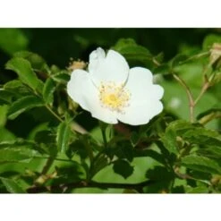 Rosa Selvatica "Rosa Canina" Pianta Officinale In Vaso H. 30/40 Cm -Negozio Piante artificiali economico 19603877 3