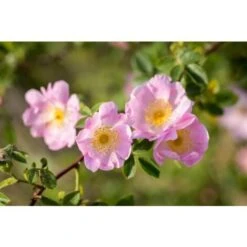 Rosa Selvatica "Rosa Canina" Pianta Officinale In Vaso H. 30/40 Cm -Negozio Piante artificiali economico 19603877 4