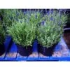 Lavanda "Lavandula Angustifolia Officinalis" Pianta Aromatica In Vaso 14 Cm -Negozio Piante artificiali economico 19603878 1