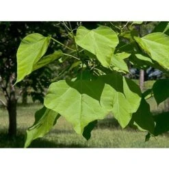 Catalpa Bignonioides "Albero Dei Sigari" Pianta In Vaso H. 80/100 Cm -Negozio Piante artificiali economico 19666370 5