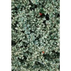 Cotognastro "Cotoneaster Horizontalis Variegatus" Pianta In Vaso 12 Cm H. 50/70 Cm