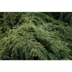 Cotognastro "Cotoneaster Horizontalis Variegatus" Pianta In Vaso 12 Cm H. 50/70 Cm -Negozio Piante artificiali economico 19806153 3