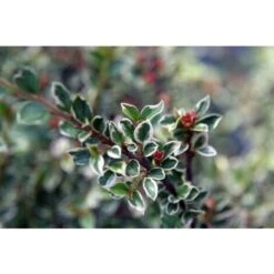 Cotognastro "Cotoneaster Horizontalis Variegatus" Pianta In Vaso 12 Cm H. 50/70 Cm -Negozio Piante artificiali economico 19806153 4