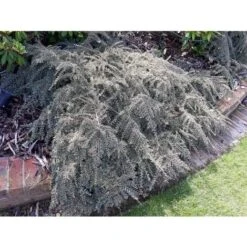 Cotognastro "Cotoneaster Horizontalis Variegatus" Pianta In Vaso 12 Cm H. 50/70 Cm -Negozio Piante artificiali economico 19806153 5