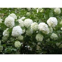 Viburno Palla Di Neve "Viburnum Opulus" Pianta In Vaso 9 Cm -Negozio Piante artificiali economico 19859162 4