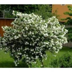 Viburno Palla Di Neve "Viburnum Opulus" Pianta In Vaso 9 Cm -Negozio Piante artificiali economico 19859162 5