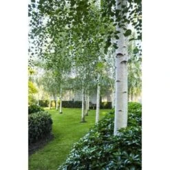 Betulla Bianca Alba "Betula Pendula" 3 Piante In Vaso H. 120/150 Cm
