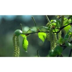 Betulla Bianca Alba "Betula Pendula" 3 Piante In Vaso H. 120/150 Cm -Negozio Piante artificiali economico 19939545 3