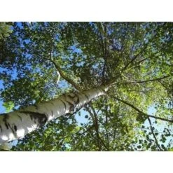 Betulla Bianca Alba "Betula Pendula" 3 Piante In Vaso H. 120/150 Cm -Negozio Piante artificiali economico 19939545 5