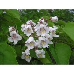 Catalpa Bignonioides "Albero Dei Sigari" Pianta In Vaso H. 100/140 Cm -Negozio Piante artificiali economico 20255353 3