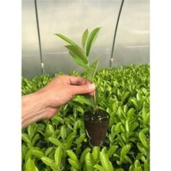 Lauroceraso "Prunus Laurocerasus" Pianta In Vaso Biodegradabile -Negozio Piante artificiali economico 20255354 3