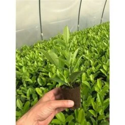 Lauroceraso "Prunus Laurocerasus" Pianta In Vaso Biodegradabile -Negozio Piante artificiali economico 20255354 4